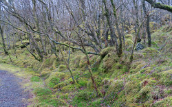 Moos-überzogener Wald / Süd-Norwegen