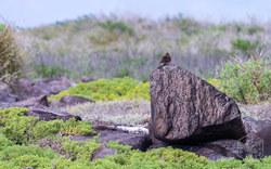 Die typische Galapagos-Taube | Galapagos Inseln - Ecuador