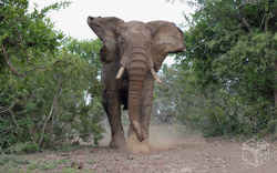 Aufgebrachter Elefant im Naturreservat | Südafrika