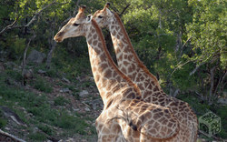 Giraffen im Naturreservat | Südafrika