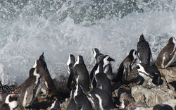 Pinguine an der Küste | Südafrika