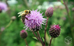 Makroaufnahme: Biene auf Blüte | Deutschland - Bayern