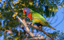 Loris - Papagei | Australien