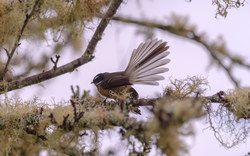 Fantail bird | New Zealand