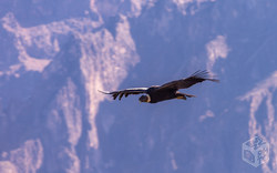 Condor at Colca Canyon | Peru