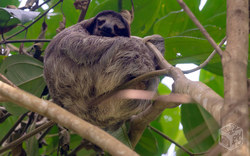 Sloth | Costa Rica