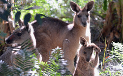 Kangaroos in the free nature | Australia