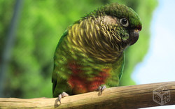 Papagei | Florianopolis - Brasilien